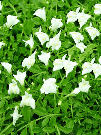 Мазус ползучий Albus