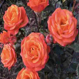 Роза чайно-гибридная Vulcanica