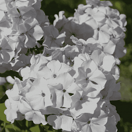 Флокс метельчатый Дружок