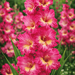 Гладиолус Windsong