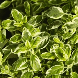 Душица обыкновенная Variegata