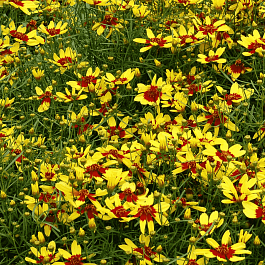 Кореопсис мутовчатый Firefly