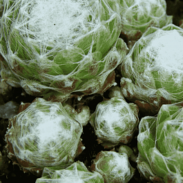 Молодило паутинистое