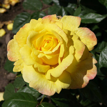 Роза парковая Чайнатаун