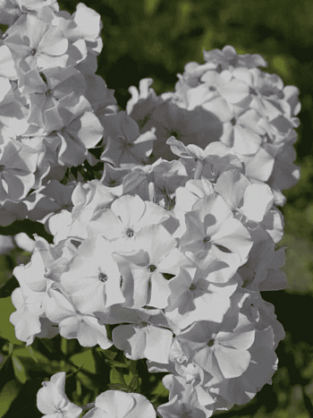 Флокс метельчатый Дружок