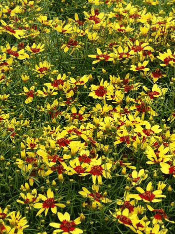 Кореопсис мутовчатый Firefly