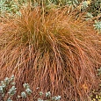 Осока кирпичная Prairie Fire