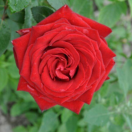 Роза чайно-гибридная Бранденбург