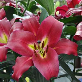 Лилия ОТ-гибрид Муссаси