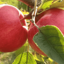 Яблоня Флагман
