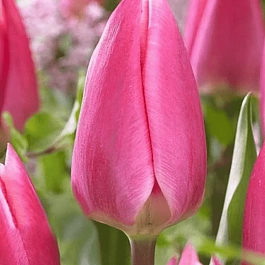 Тюльпан триумф Pink Surprise