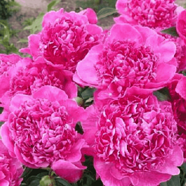 Пион Молочноцветковый Renato