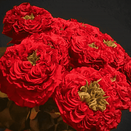 Роза Чайно-гибридная RED EYE