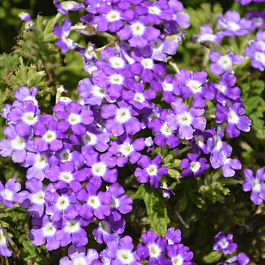 Вербена Empress Flair Blue Charme