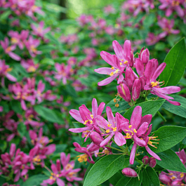 Жимолость татарская Rosea