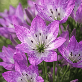 Колхикум The Giant