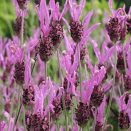 Лаванда стэхадская Helmsdale