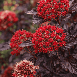 Пузыреплодник калинолистный Red Baron