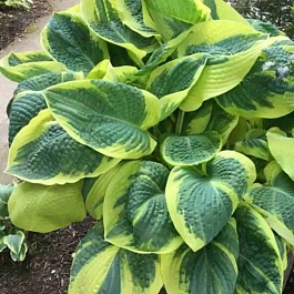 Хоста Band Of Gold