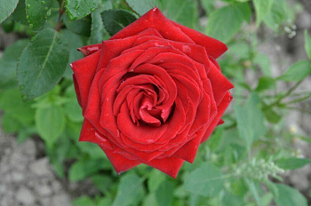 Роза чайно-гибридная Бранденбург