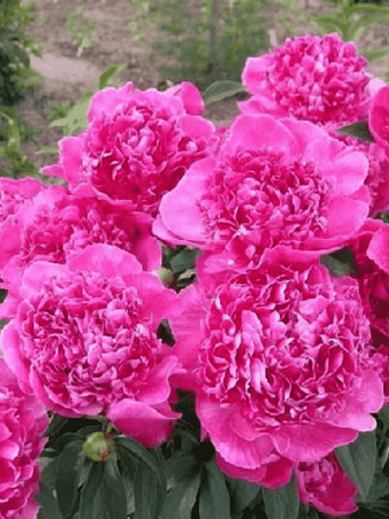 Пион Молочноцветковый Renato