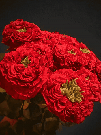 Роза Чайно-гибридная RED EYE