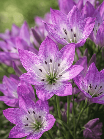 Колхикум The Giant