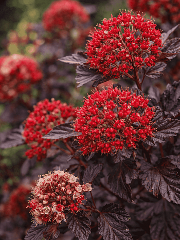 Пузыреплодник калинолистный Red Baron