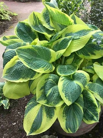 Хоста Band Of Gold