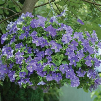 Петуния Fanfare Sky Blue