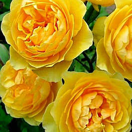 Роза парковая Соломонс Голд Роза парковая Соломонс Голд