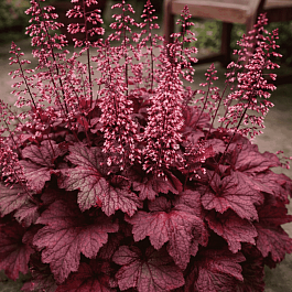 Гейхера  гибридная Beaujolais