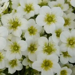 Камнеломка Арендса Alpino Early Lime