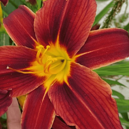 Лилейник Black Prince