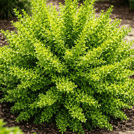 Барбарис Тунберга Green Carpet