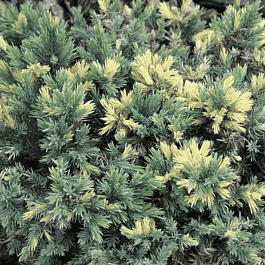 Можжевельник чешуйчатый Floriant