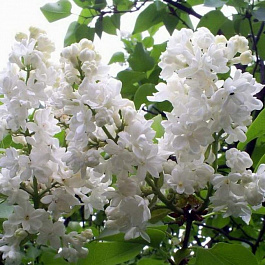 Сирень обыкновенная Маленький Принц