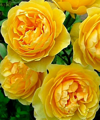 Роза парковая Соломонс Голд