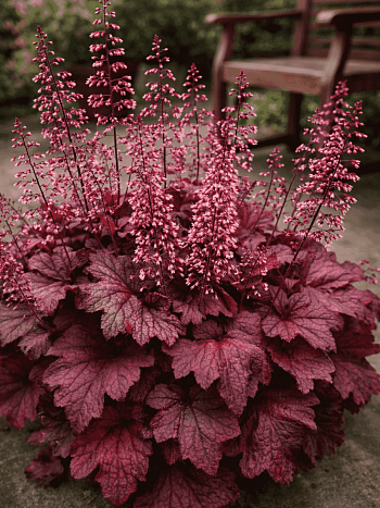 Гейхера  гибридная Beaujolais