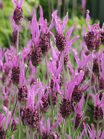 Лаванда стэхадская Helmsdale