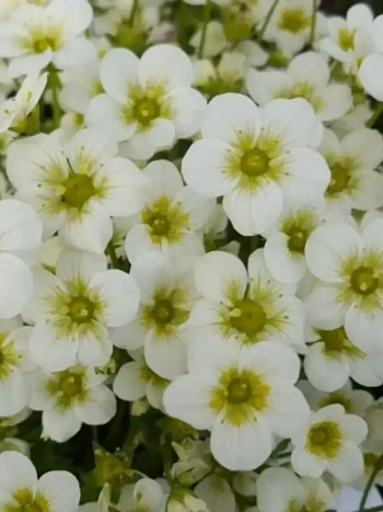 Камнеломка Арендса Alpino Early Lime