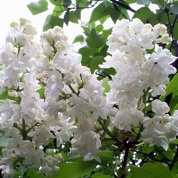 Сирень обыкновенная Маленький Принц