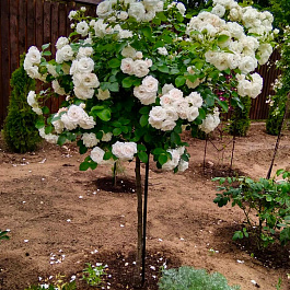 Роза штамбовая миниатюрная Тини Вини Вайт (штамб 45см) Роза штамбовая миниатюрная Тини Вини Вайт (штамб 45см)