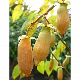 Актинидия полигама Желтое веретено (женский)