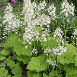 Тиарелла сердцелистная