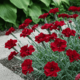 Гвоздика гратианополитанская Rubin
