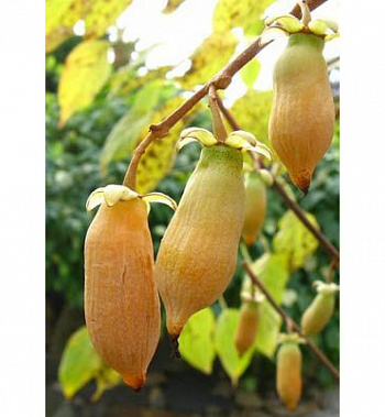 Актинидия полигама Желтое веретено (женский)