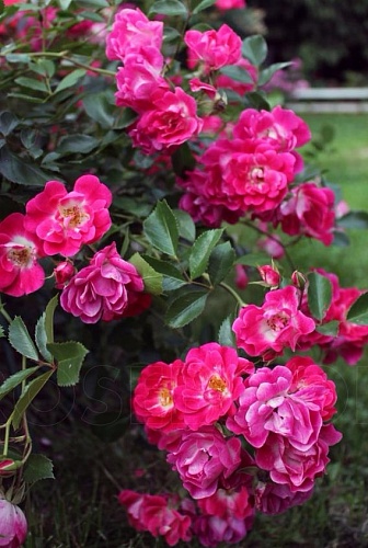 Роза почвопокровная Fuchsia Meillandecor