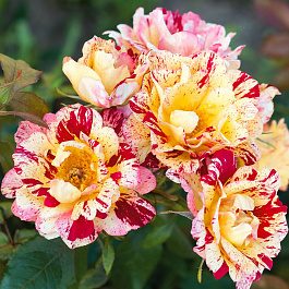 Роза флорибунда Фреска Романа Роза флорибунда Фреска Романа