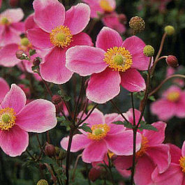 Анемона хубейская Прекокс